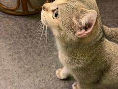 -猫色咖啡·猫咖