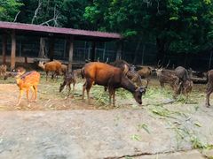 -清迈夜间动物园