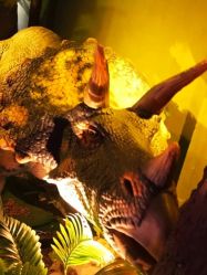 -恐龙探索乐园(磁器口店)