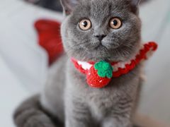 -lincat·猫舍(广州店)