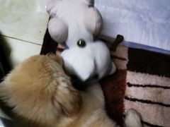 -嘉美宠物医院