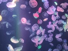 -海合安成都极地海洋公园
