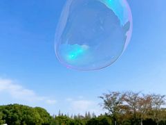 -上海滨江森林公园