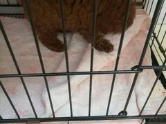 -瑞鹏宠物医院·骨科·猫科·内科(第一中心)