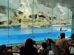 -帝企鹅自助餐厅•儿童岛•真企鹅(长隆企鹅酒店)