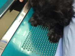 -康乐宝动物医院