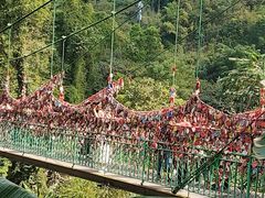 -西双版纳原始森林公园