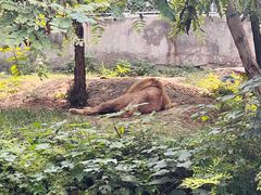 -石家庄市动物园