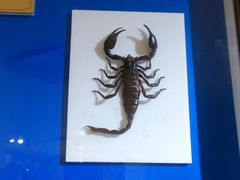 -上海昆虫博物馆