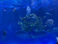 -华夏文旅海洋公园