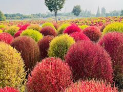 -花开海上生态园