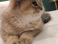 -飞行喵MR PILOT|猫舍·猫咖(静安大融城店)
