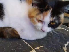 -平行世界·猫咖(首经贸店)