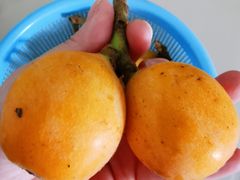 -塘栖枇杷特色园区