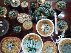 -双季花艺园艺市场(浦东店)