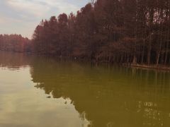 -上海海湾国家森林公园