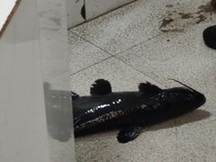 -抚仙湖老铜锅鱼(官南大道店)