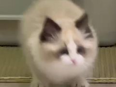 -御宝贝·A梦猫科宠物医院(国际猫友好医院)