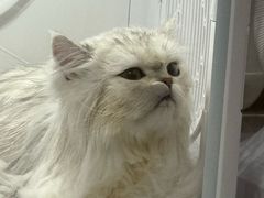 -BABIT巴比特宠物(MOMOPARK店)