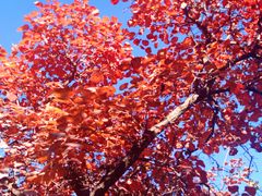 -北京西山国家森林公园