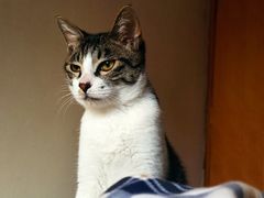 -汪喵宠物医院·骨科心脏影像·犬猫急重症ICU诊疗中心(成华分院)