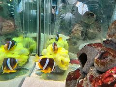 -太平洋海底世界