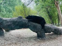 -北京野生动物园