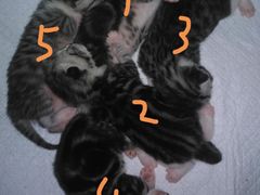 -北京恒爱动物医院(清景园分院)