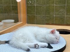 -帕帕拉兹宠物(亚洲旗舰店)