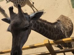 -西霞口神雕山野生动物世界