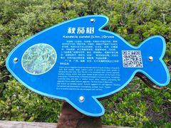 -北海金海湾红树林生态旅游区