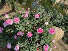 -人民公园(罗湖区)