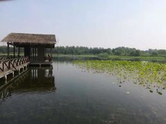 -溱湖国家湿地公园