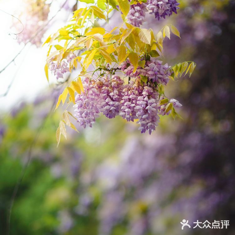 苏州最安静的紫藤花赏花点！