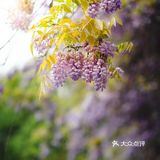 苏州最安静的紫藤花赏花点！