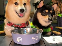 -J Create城市露营咖啡·简餐·宠物(上海动物园店)