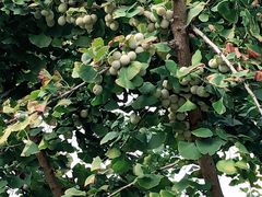 -洪湖生态旅游区