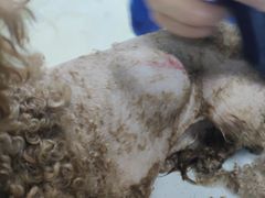 -宠颐生宠物医院·骨外科·犬猫全科诊疗中心(池州店)