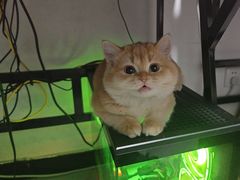 -猫十亿·布偶金渐层·曼基康矮脚猫舍(青年路店)