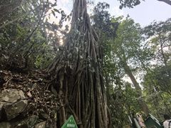 -西双版纳原始森林公园