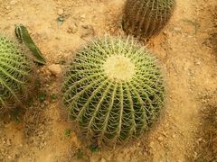 -松山湖梦幻百花洲