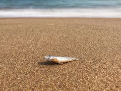 -那琴半岛地质海洋公园
