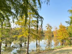 -上海长兴岛郊野公园