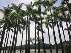 -番禺大夫山森林公园