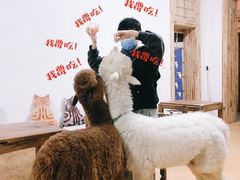 -猫色咖啡·猫咖