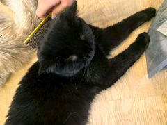-有喵·猫咖·狗咖·30几只猫10只小狗(岗厦店)