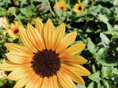 -The Flowers Coffee(南山店)