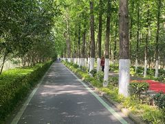 -合肥滨湖国家森林公园