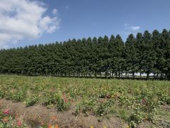 -嘉北郊野公园