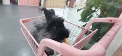 -Moni星球萌宠·小马宝莉·灵蛇·高端高阶全萌宠互动体验俱乐部(红豆国际广场店)